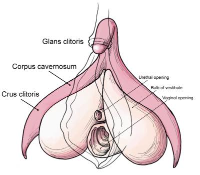 clitoris_anatomy_wombman